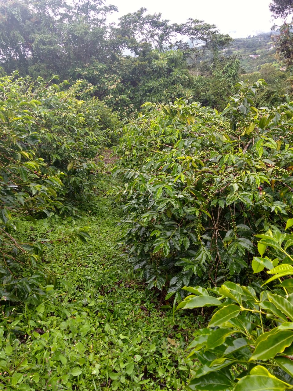 El Porvenir - Image 3