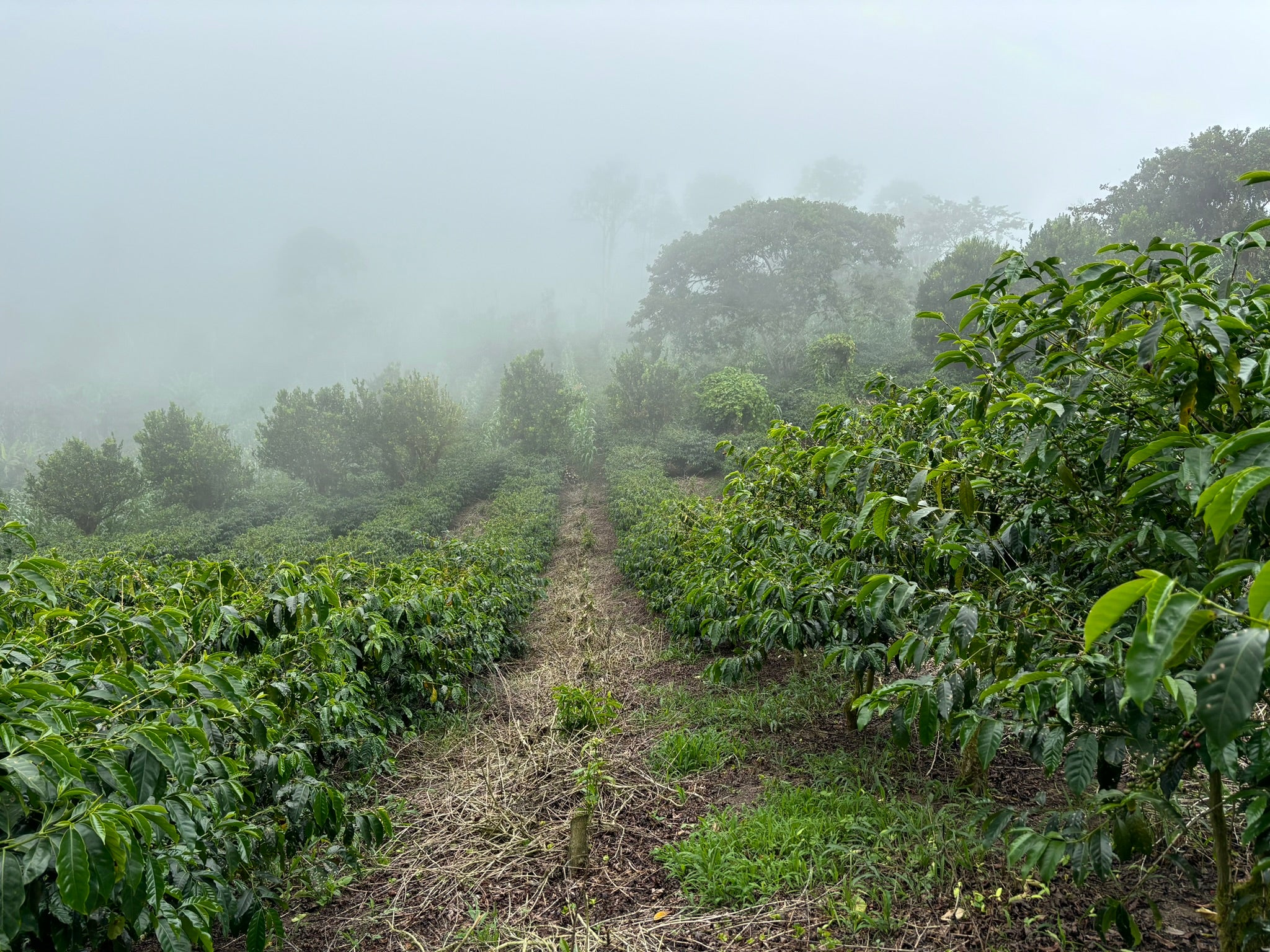 Finca La Carolina - Image 5
