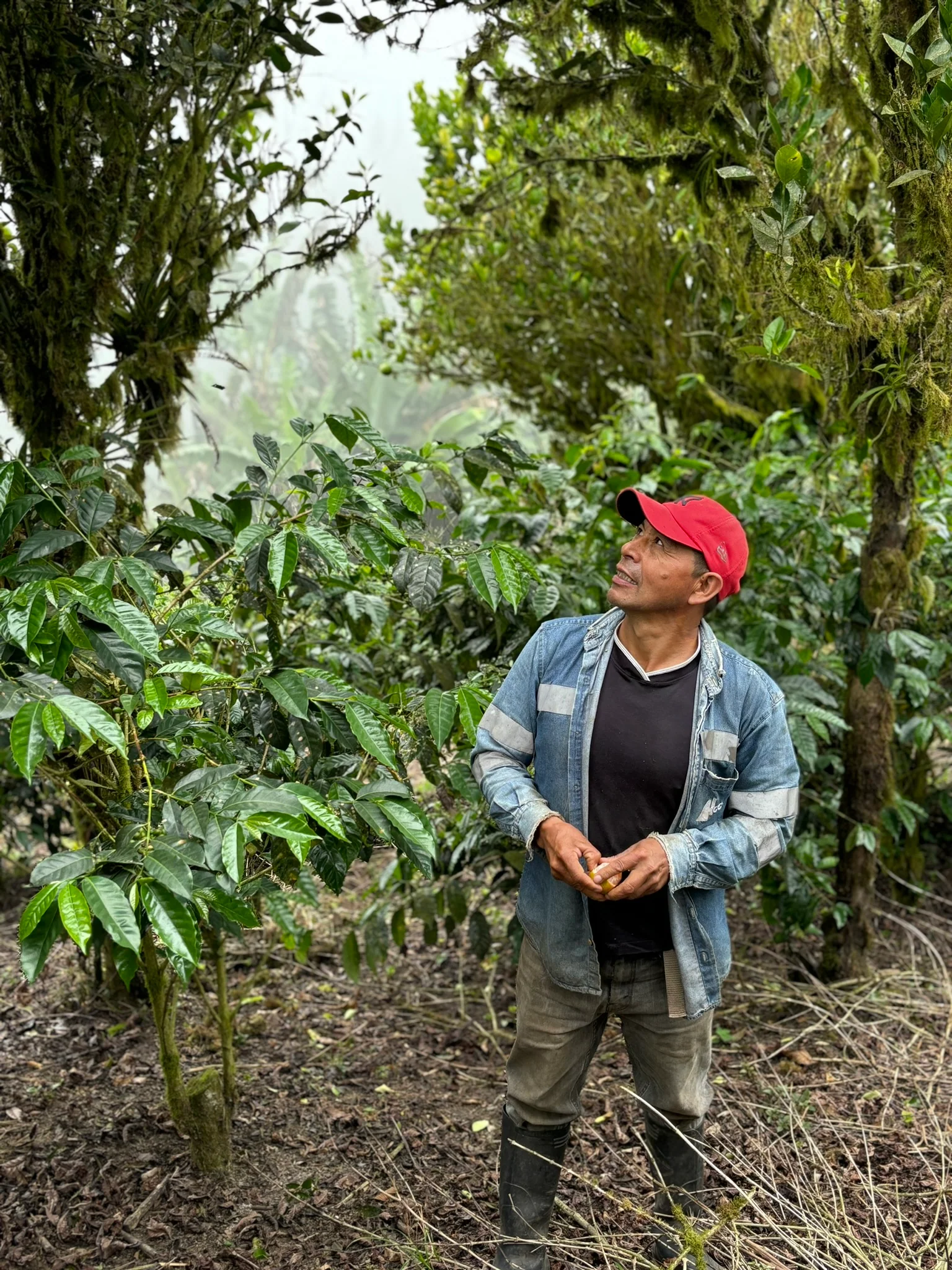 Finca La Carolina - Image 6