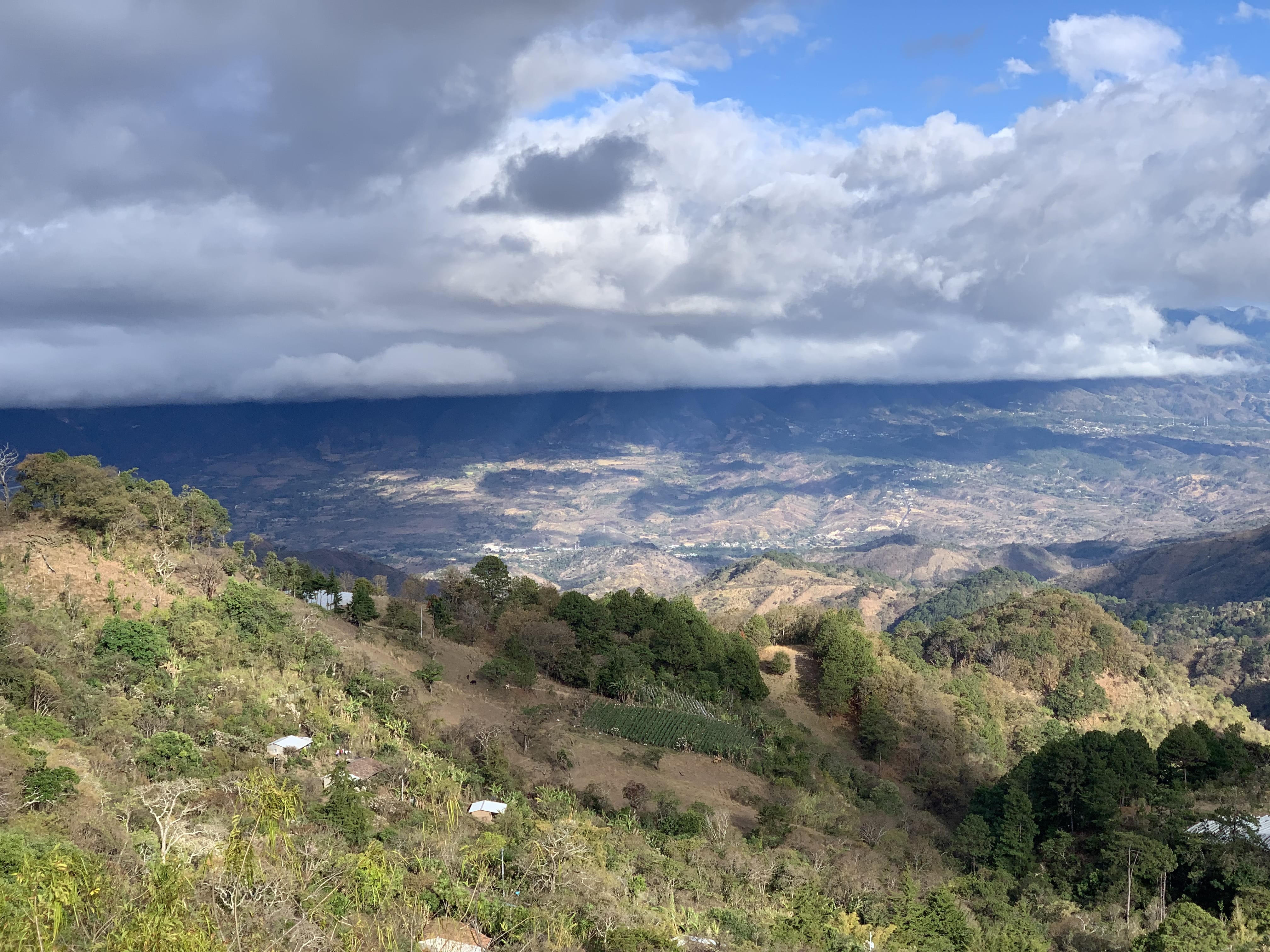 Los Planes Pacamara - Image 6
