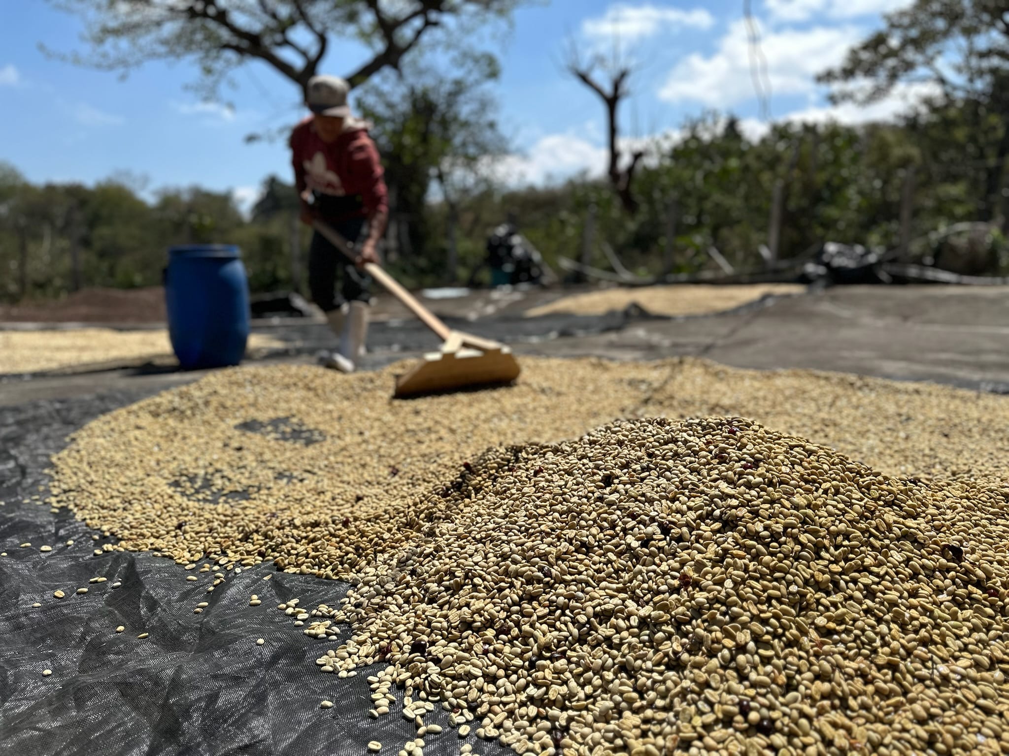 Los Planes Pacamara - Image 7